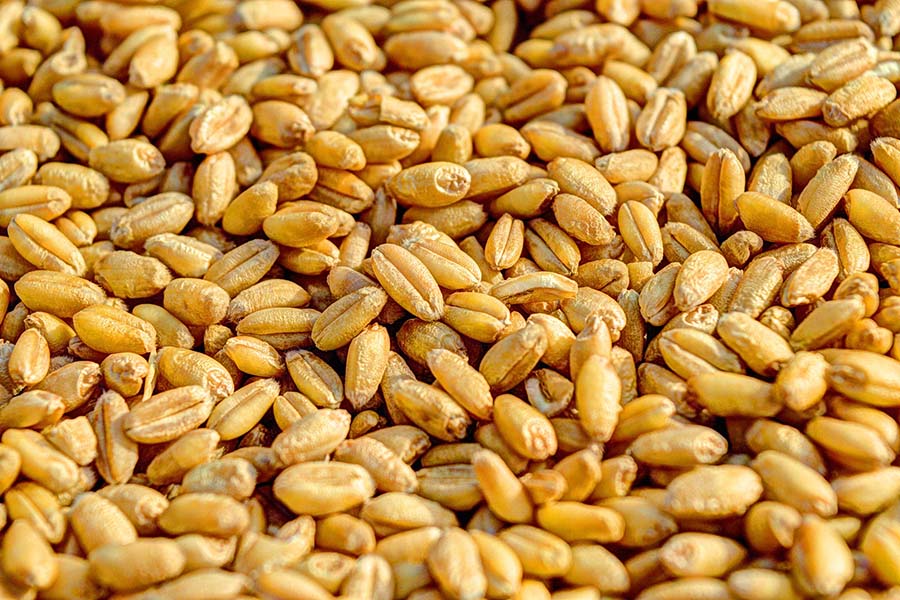 Южноуральские фермеры не могут продать зерно из-за низких закупочных цен