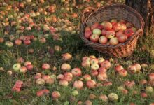 Что можно сделать с опавшими яблоками и какую пользу они могут принести