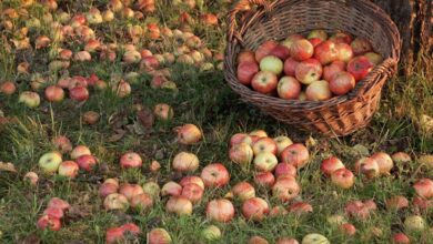 Что можно сделать с опавшими яблоками и какую пользу они могут принести