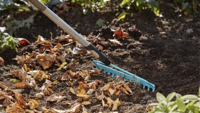 Как обработать почву осенью от грибков вредителей и сорняков Секреты опытных дачников