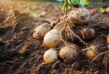 Как сохранить картофель до следующего лета