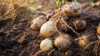 Как сохранить картофель до следующего лета