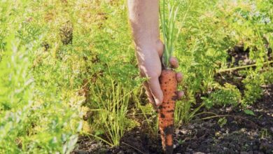 Когда лучше убирать морковь и какие главные признаки ее зрелости