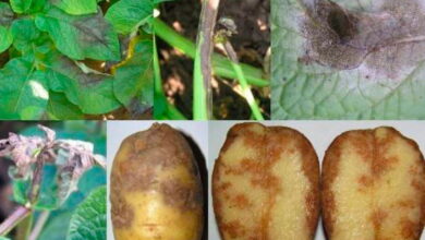 Народные средства от фитофторы картофеля
