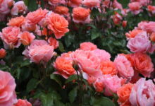 Эффективное средство, которое защитит розы от ржавчины, мучнистой росы и пятнистости