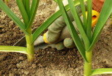 Подкормка чеснока ранней весной. Советы, которые помогут собрать большой урожай