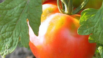 Средство для быстрого покраснения помидоров