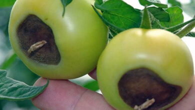 Почему чернеют зеленые помидоры и как с этим бороться