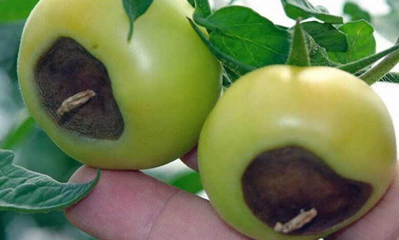 Почему чернеют зеленые помидоры и как с этим бороться – АГРАРИЙ