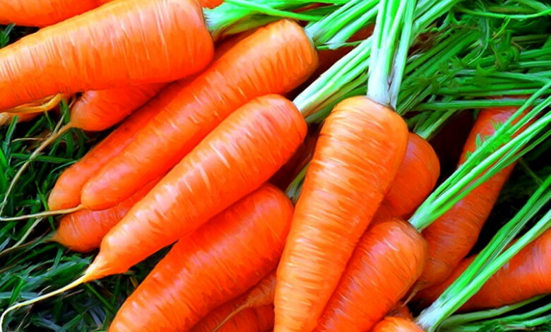 Как получить хороший урожай моркови при помощи марганцовки