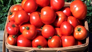 Что нужно положить в лунку при посадке помидоров, чтобы получить хороший урожай