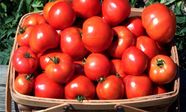 Что нужно положить в лунку при посадке помидоров, чтобы получить хороший урожай