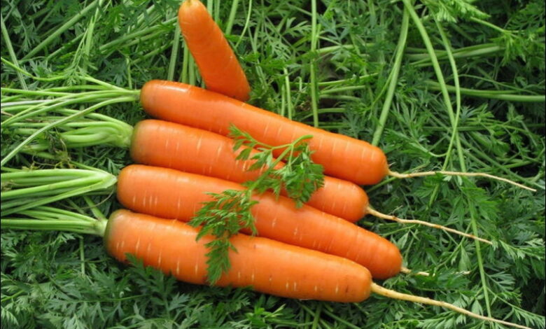 Как не допустить позеленения моркови. Советы, которые помогут не потерять урожай