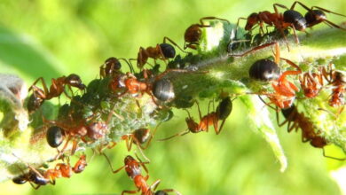Эффективные средства, которые помогут избавиться от муравьев на садовом участке