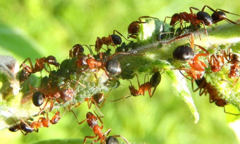 Эффективные средства, которые помогут избавиться от муравьев на садовом участке