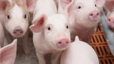 Себестоимость производства свинины возвращается к прошлогодним значениям