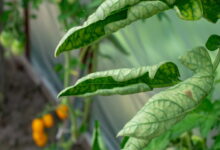 Почему у помидоров и перца скручиваются листья: причины, способы устранения