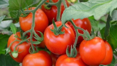 Почему нужно солить грядки с помидорами, и какая от этого польза
