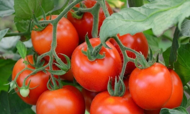 Почему нужно солить грядки с помидорами, и какая от этого польза