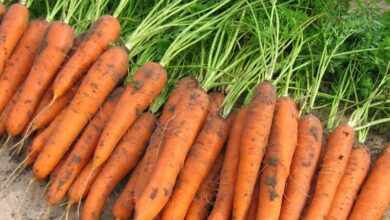 Несколько советов, которые помогут собрать хороший урожай моркови