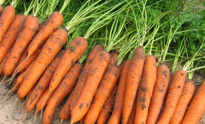 Несколько советов, которые помогут собрать хороший урожай моркови