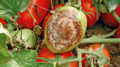 Народное средство, которое поможет избавиться от фитофторы на помидорах