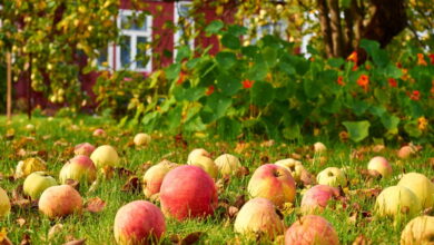 Почему опадают недозрелые яблоки и что с этим делать, чтобы уберечь урожай