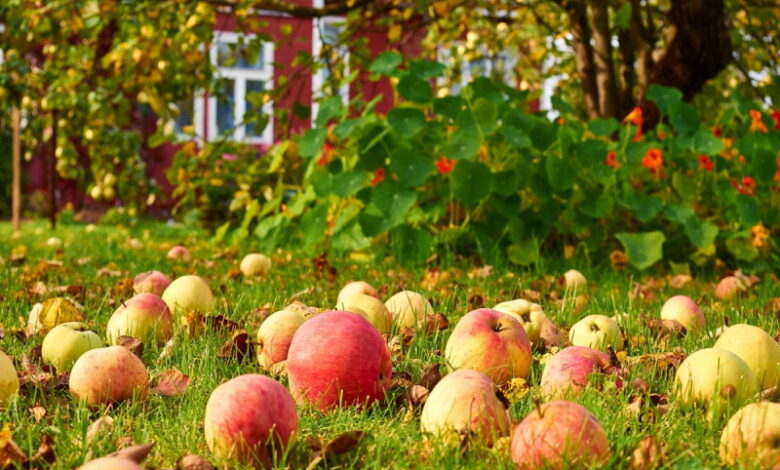 Почему опадают недозрелые яблоки и что с этим делать, чтобы уберечь урожай