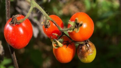 Как защитить помидоры от фитофторы. Советы опытных аграриев