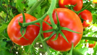 Почему нужно прятать зеленые помидоры на кустах в пакет, и какая от этого польза