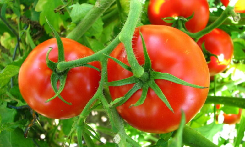 Почему нужно прятать зеленые помидоры на кустах в пакет, и какая от этого польза