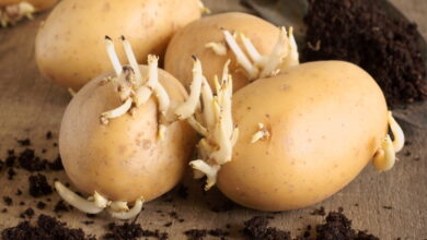 Чем обработать картофель перед посадкой, чтобы получить ранний и качественный урожай