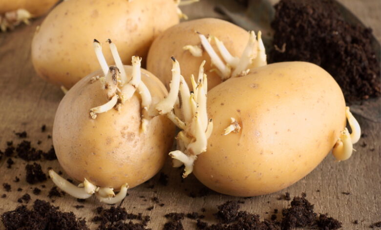Чем обработать картофель перед посадкой, чтобы получить ранний и качественный урожай