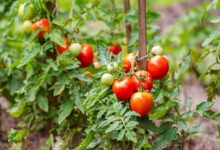 Ошибки при выращивании помидоров