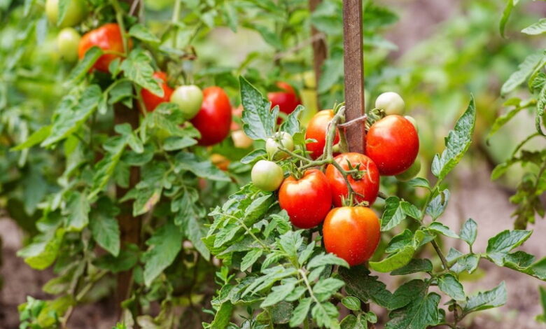 Ошибки при выращивании помидоров