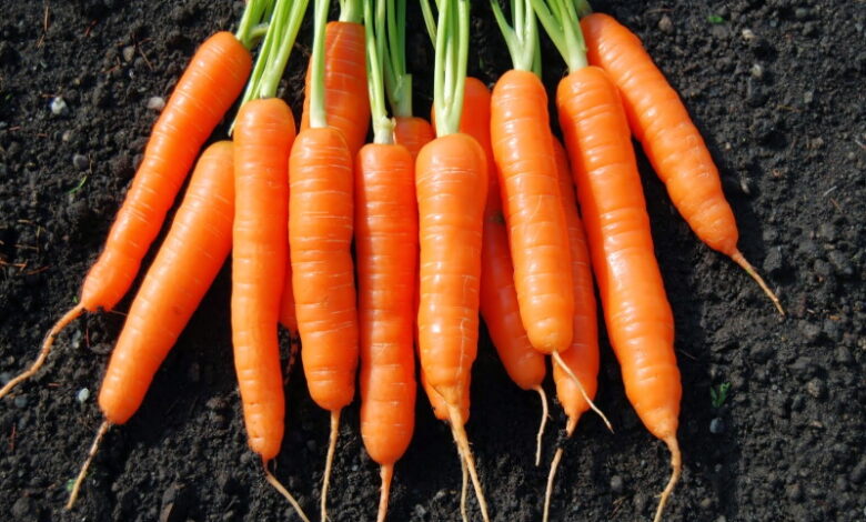 Народные средства для подкормки моркови, с помощью которых она быстрее растет и созревает