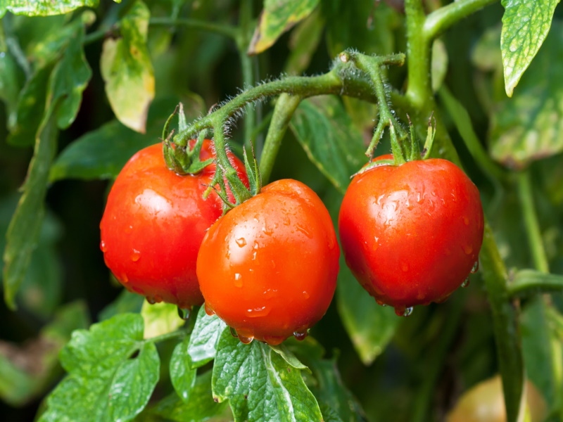 Что лучше положить в лунку при посадке помидоров, чтобы они не болели и давали хороший урожай