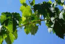 Обработка винограда от вредителей и болезней