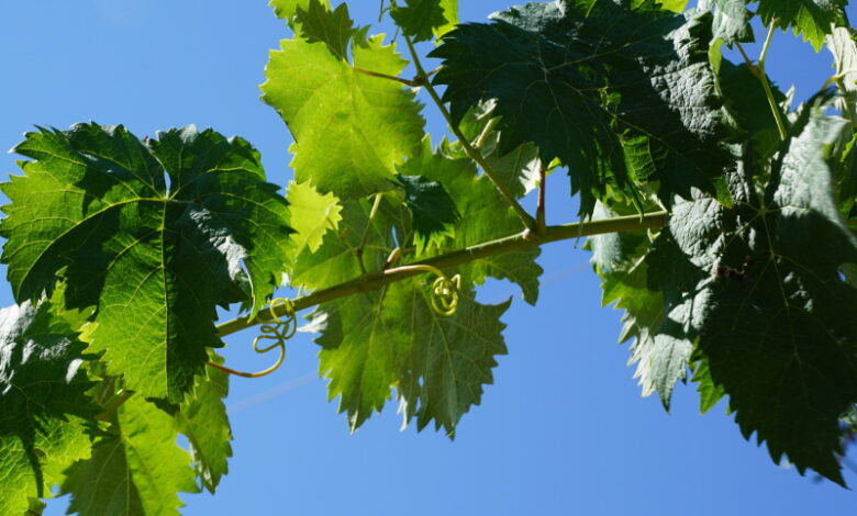 Обработка винограда от вредителей и болезней