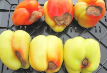 Эффективный способ лечения томатов и перца от вершинной гнили