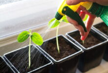 Как правильно поливать рассаду, чтобы она хорошо росла и развивалась