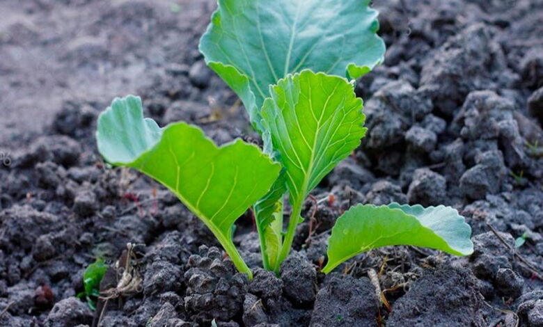 Как выращивать рассаду капусты, какой сорт выбрать, и чем удобрять