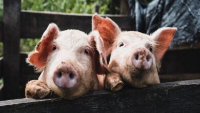 С 1 марта 2023 года вступает в силу запрет на кормление свиней пищевыми отходами