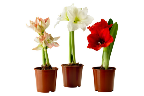 Цветы и технологии их выращивания в домашних условиях к 8 марта