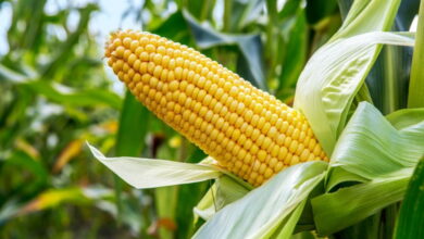 Удобрение кукурузы