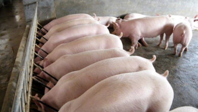 Удешевление кормления свиней