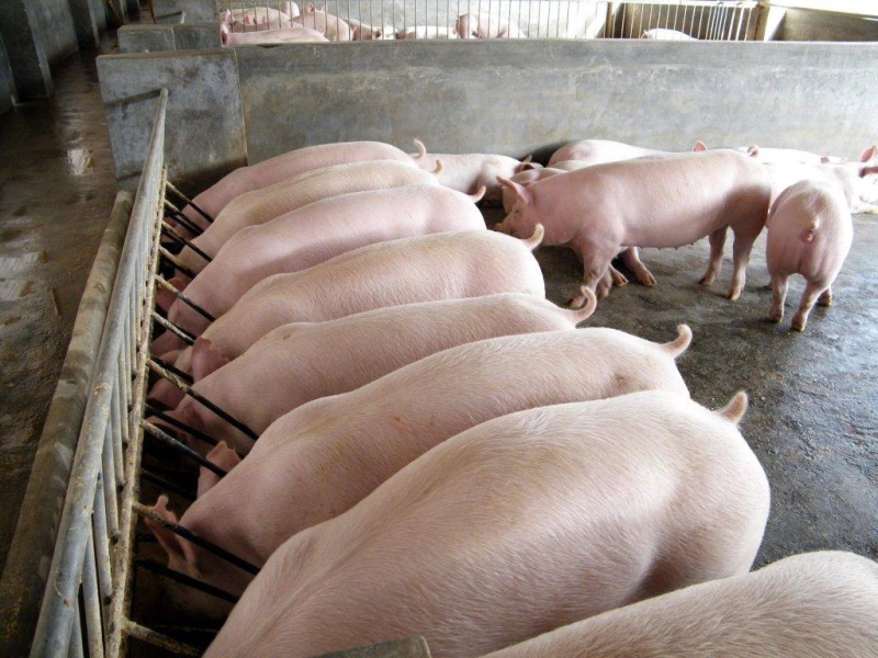 Удешевление кормления свиней
