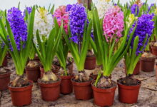 Цветы и технологии их выращивания в домашних условиях к 8 марта