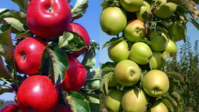 Урожайность колоновидных сортов яблони