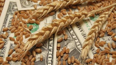Цены на пшеницу достигли рекордного значения с 23 ноября — Bloomberg
